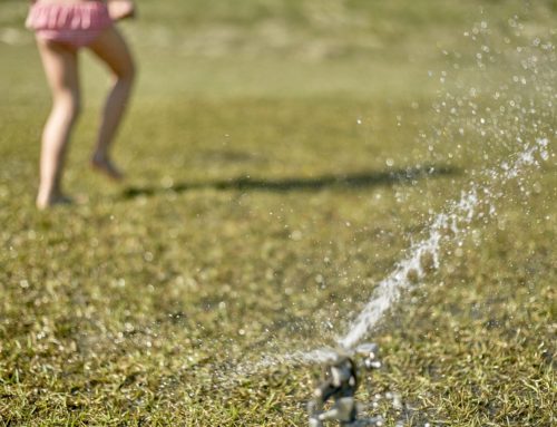 Consejos para ahorrar agua en tu jardín este verano